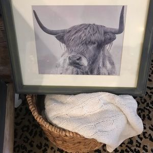 Highlander cow in matted frame